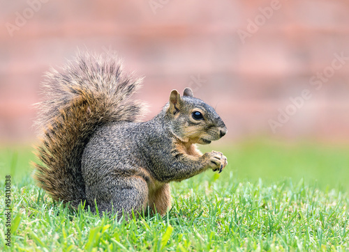 Fox Squirrel  Sciurus niger  in the garden