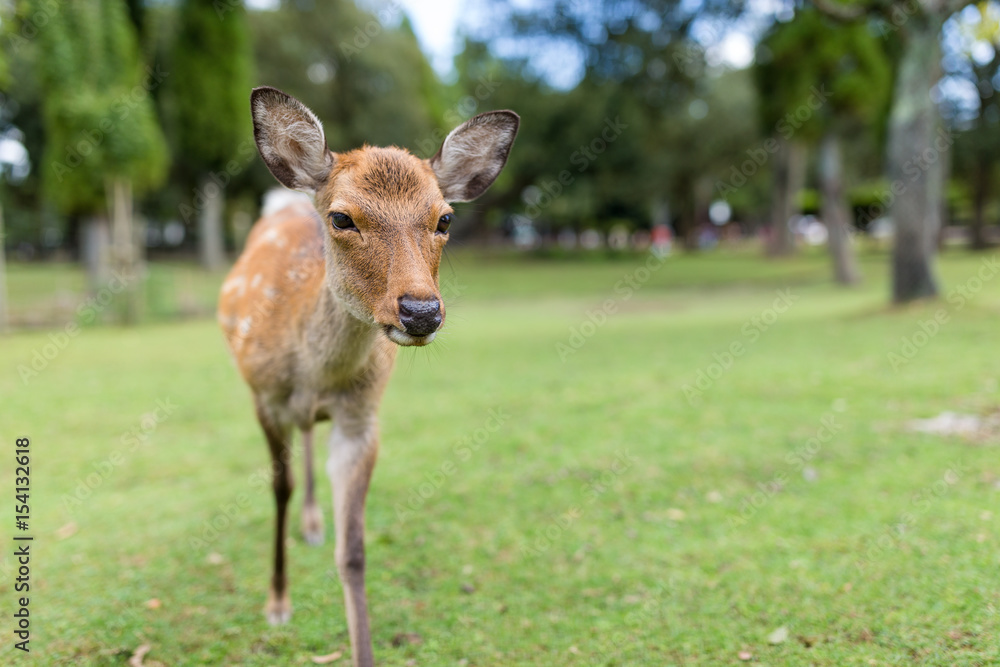 Lovely Deer in the park