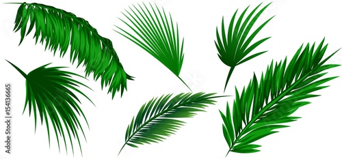 Set of coconut leaves on white background