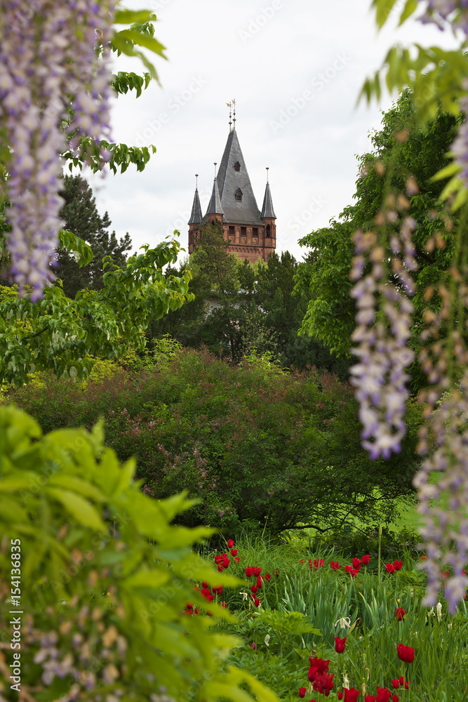 Schlossturm Weinheim umgeben von Blauregen Schlossturm Weinheim umgeben von Blauregen