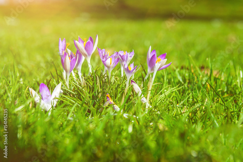 Purple crocus flowers on green meadow in spring