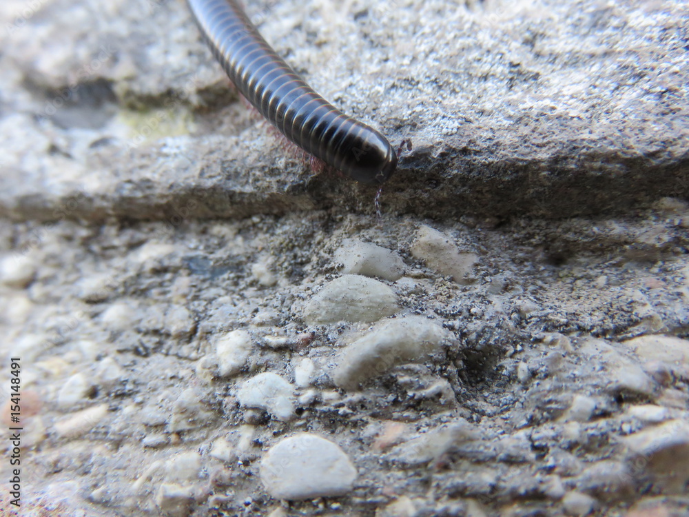Millepiedi Millepiedi