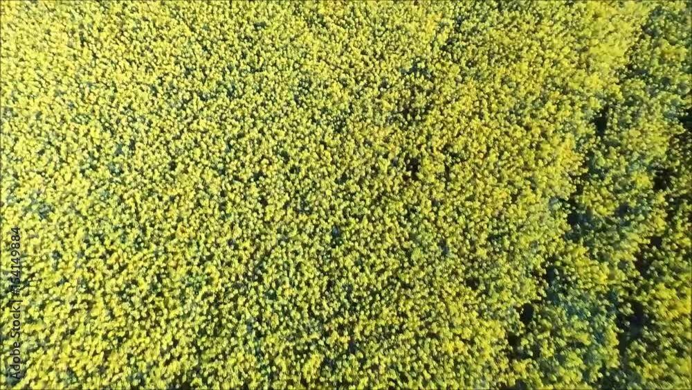 Aerial - Road next to the flowering oilseed rape field Aerial - Road next to the flowering oilseed rape field