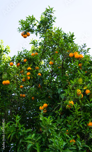 orange tree. fruit of garden