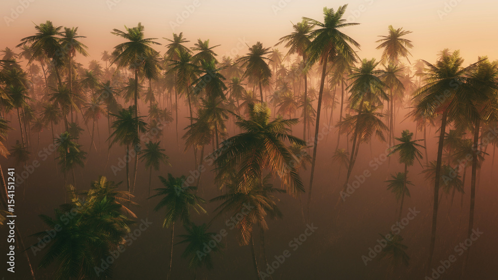 Obraz Wysokiego kąta widok drzewko palmowe las w ranek mgle.