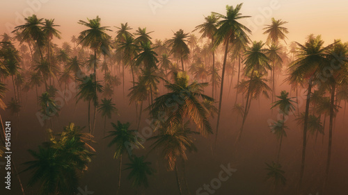 Obraz na płótnie Wysokiego kąta widok drzewko palmowe las w ranek mgle.