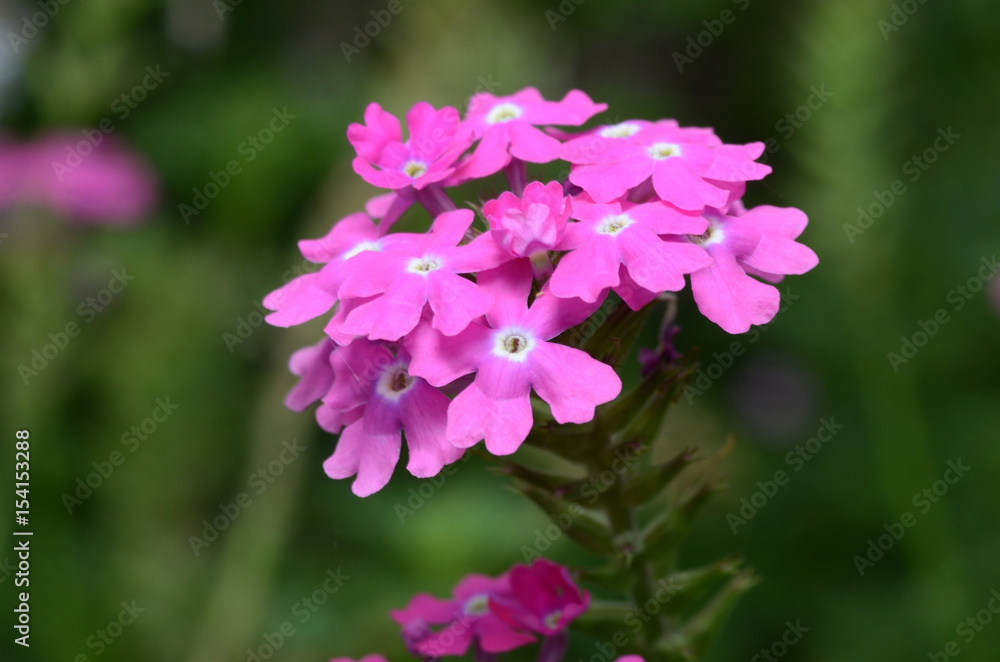 pink Flower.