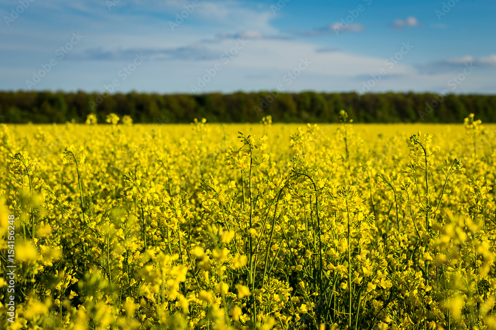Rape meadow under blue sky,Golden rape field with cloudy sky,Yellow oilseed rape field,golden field of flowering rapeseed -brassica napus-plant for green energy and oil industry Rape meadow under blue sky,Golden rape field with cloudy sky,Yellow oilseed rape field,golden field of flowering rapeseed -brassica napus-plant for green energy and oil industry