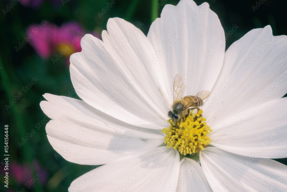 Fototapeta premium bee finds for sweet in white cosmos pollen