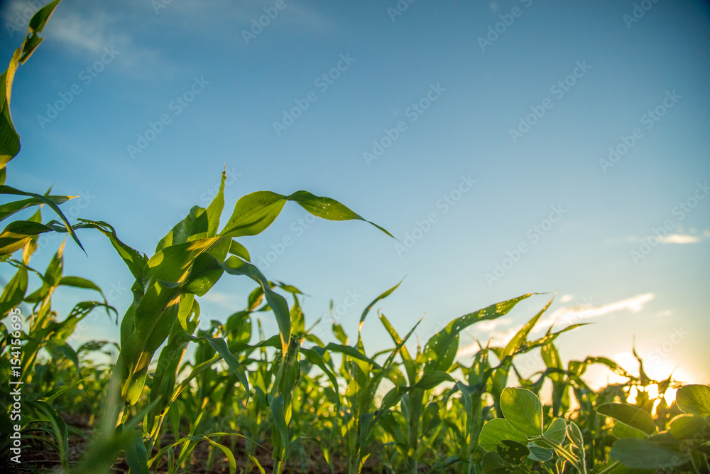 sorgo milho cana sorgo milho cana