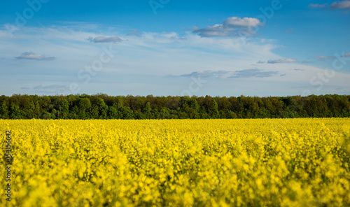 Rape meadow under blue sky Golden rape field with cloudy sky Yellow oilseed rape field golden field of flowering rapeseed -brassica napus-plant for green energy and oil industry