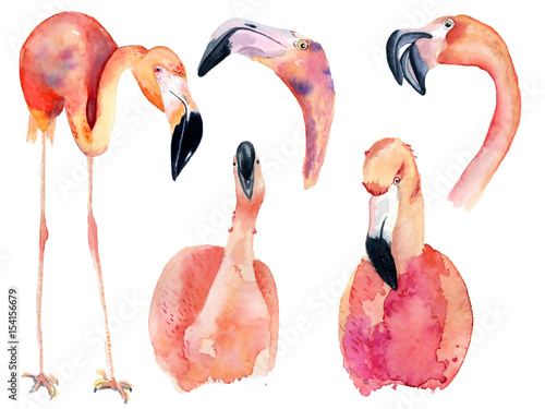 Fotografie watercolor pink flamingos