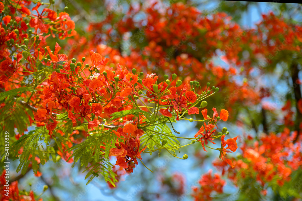 Red flam boyant flower in summer.colorful red Royal poinciana blossom in summer Red flam boyant flower in summer.colorful red Royal poinciana blossom in summer