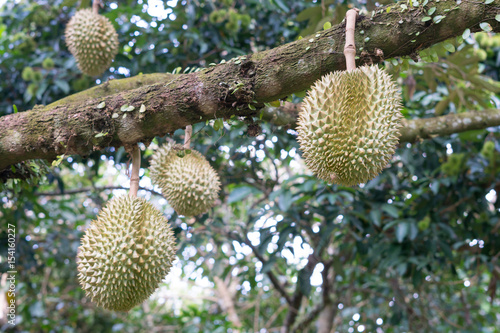 selective focus Fresh durian on the tree in the garden, king of fruit © chatuphot