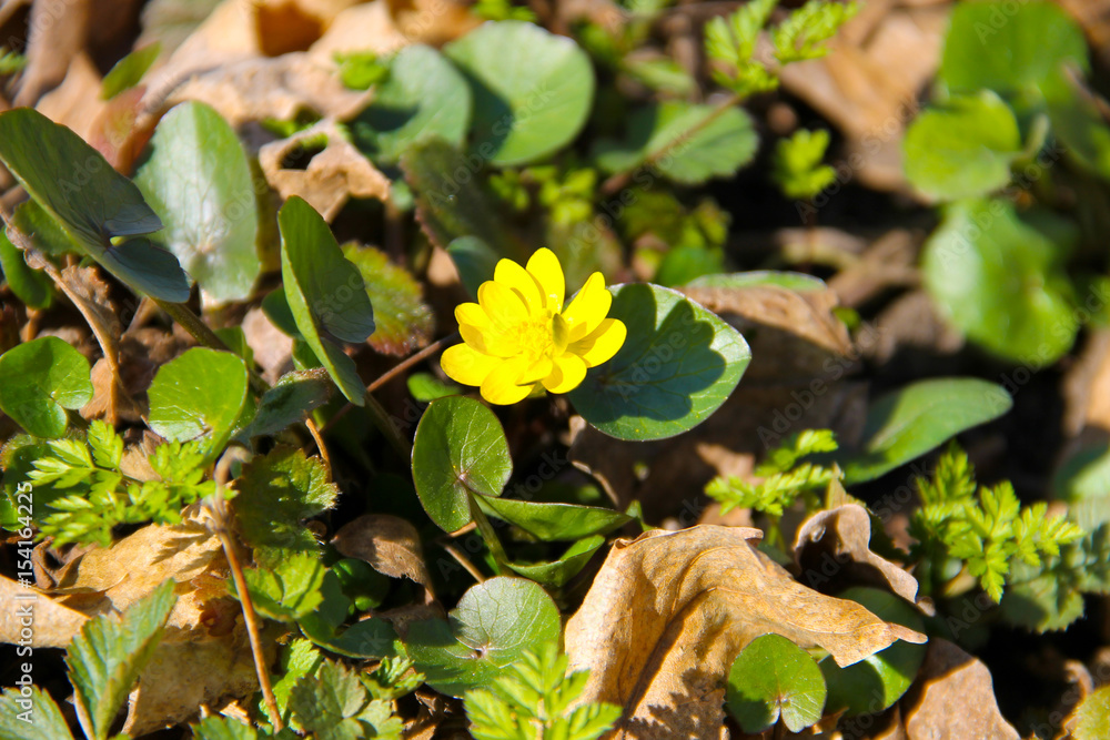 Fototapeta premium Yellow buttercups on meadow