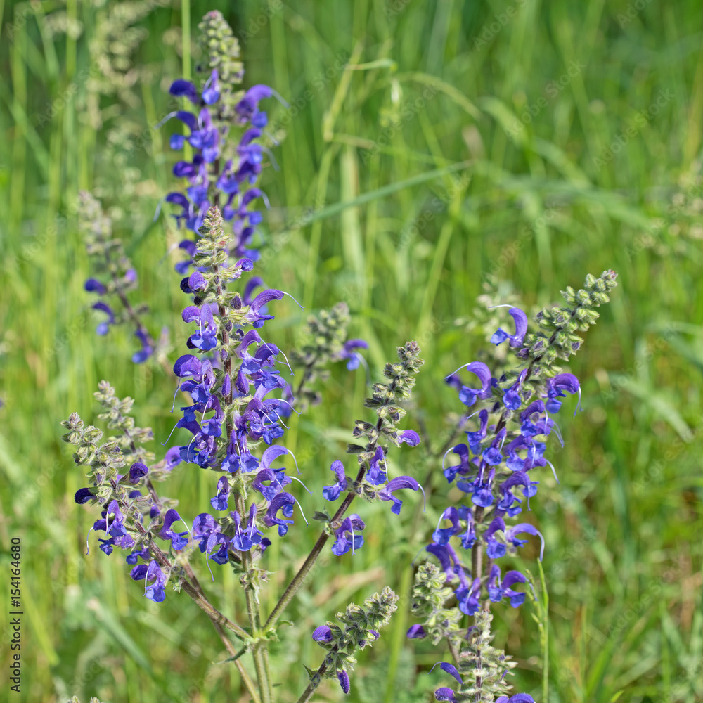 Obraz premium Wiesensalbei ,Salvia pratensis