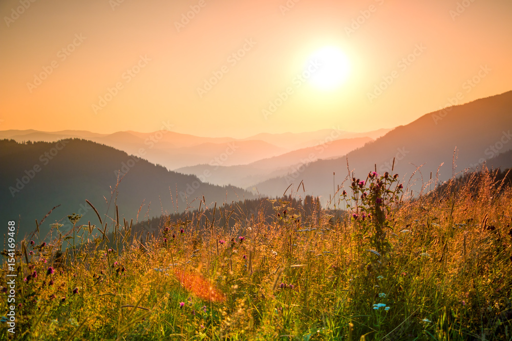 Different Mountain Herbs in the Rays of the Setting Sun Different Mountain Herbs in the Rays of the Setting Sun