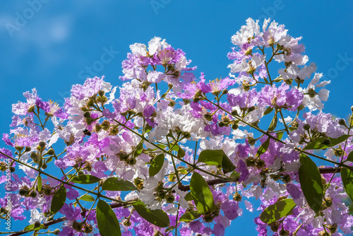 The lagerstroemia indica were blooming in nature