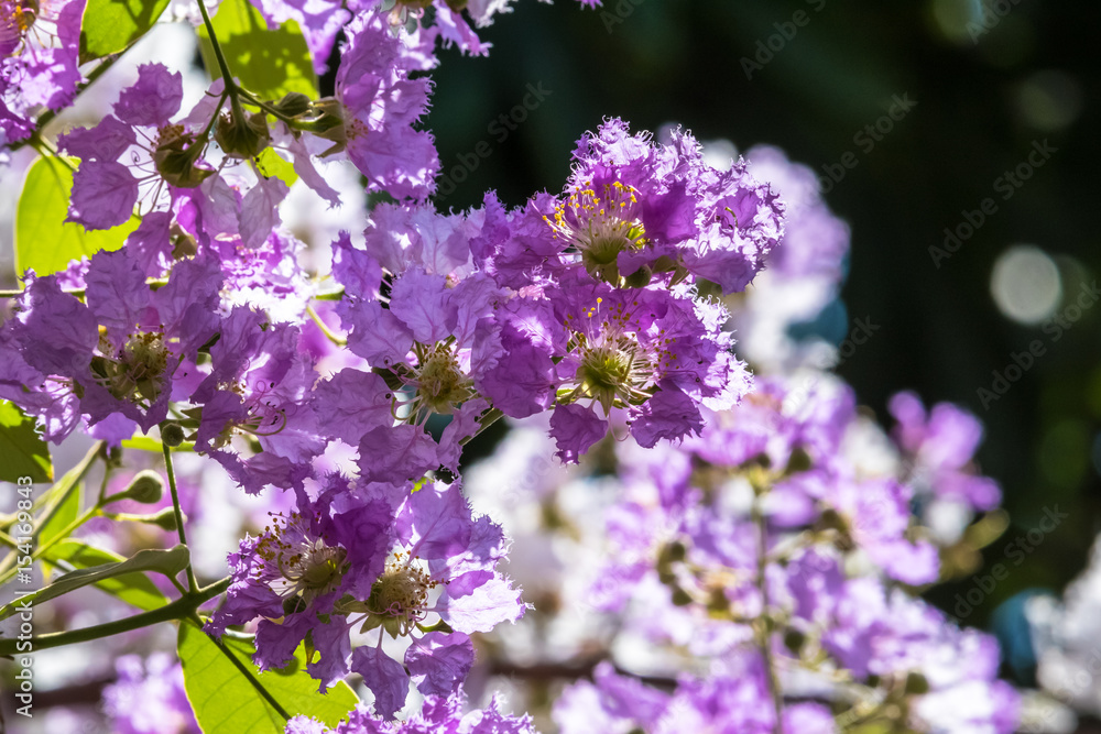 The lagerstroemia indica were blooming in nature