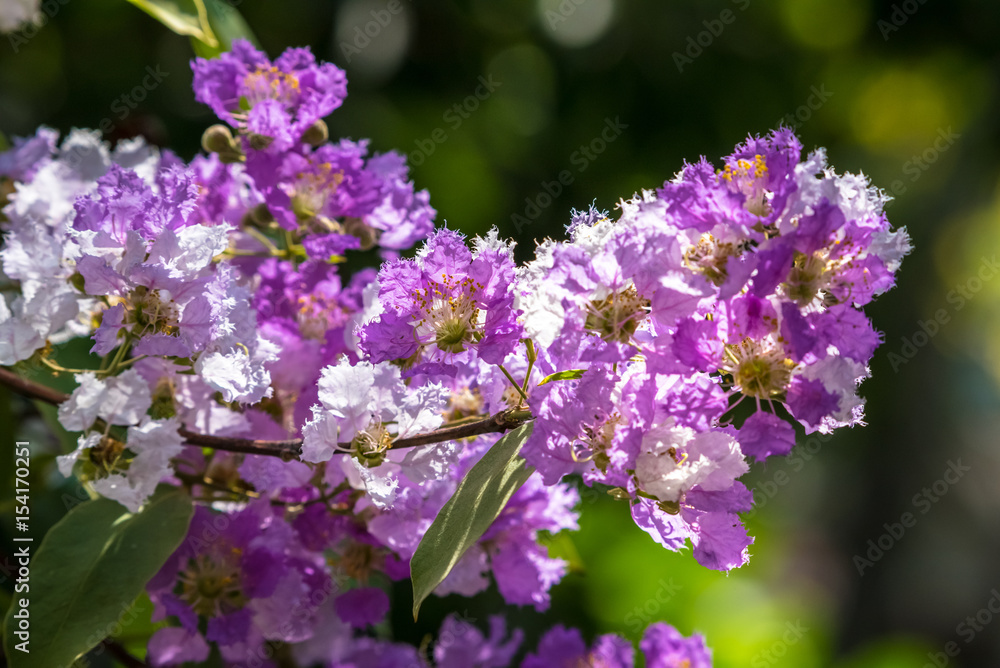 The lagerstroemia indica were blooming in nature The lagerstroemia indica were blooming in nature