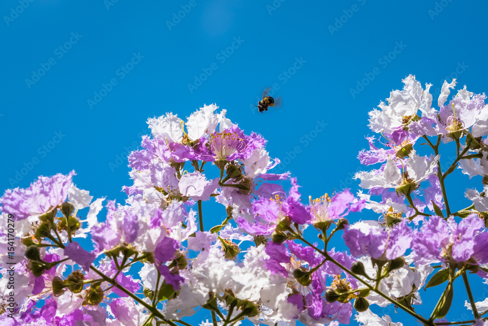 The bees fly around the flower to find nectar from Lagerstroemia blooming in nature