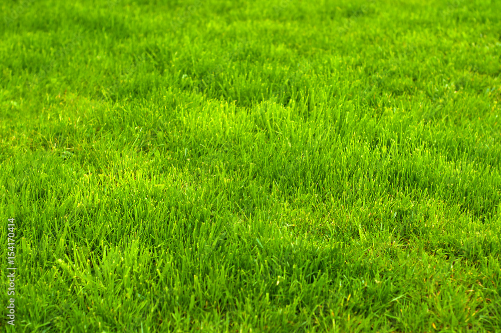Fresh green manicured lawn close up. Clipped green grass background. Green lawn background. Green lawn pattern textured background.