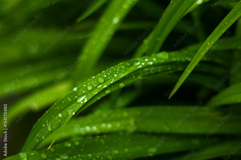 Fresh green grass close up. Green grass background. Fresh green grass close up. Green grass background.