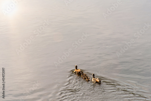 Nilgans Familie schwimmt auf See im Gegenlicht © dietwalther