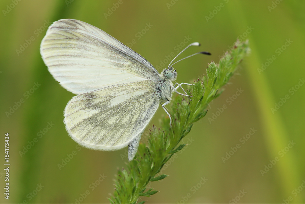 The butterfly sits on the green grass. The butterfly sits on the green grass.