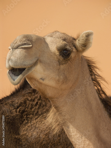smiling camel portrait