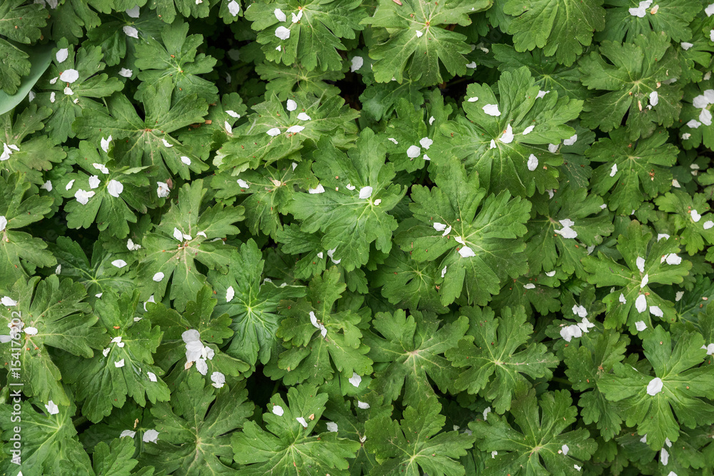 Spring time - Geranium leaves covered with blossom petals. Background and textures. Spring time - Geranium leaves covered with blossom petals. Background and textures.