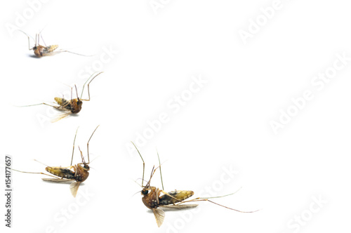 Dead mosquitoes on white background