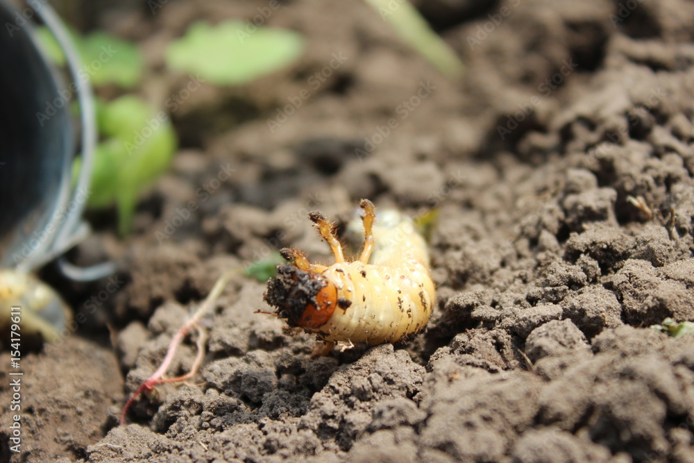 Larva of the May beetle