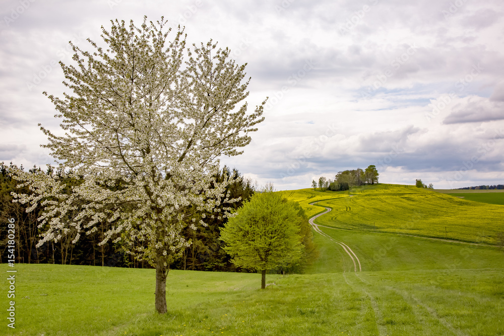 Obraz premium Nature landscape in spring