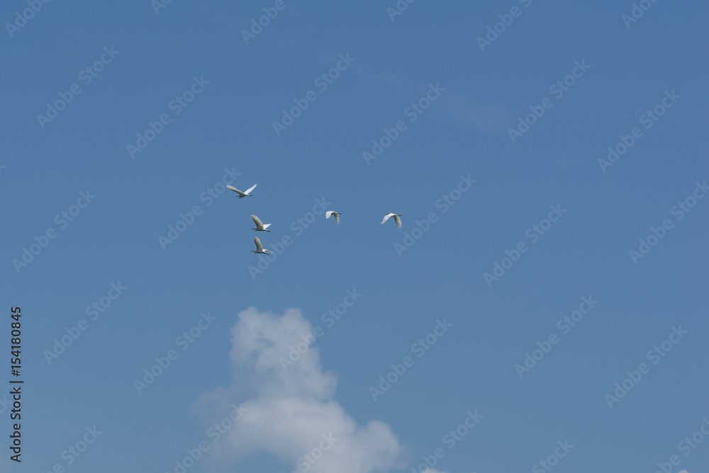 Birds flying with blue sky formation in Royal Belum rainforest Birds flying with blue sky formation in Royal Belum rainforest