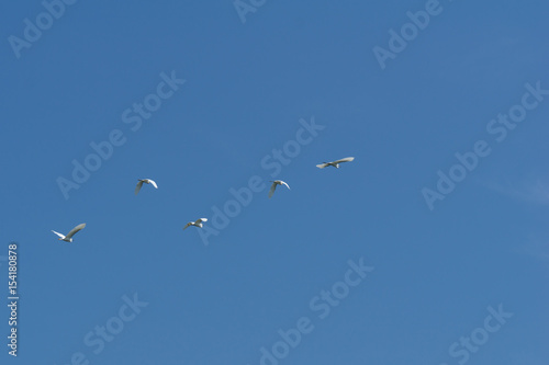 Birds flying with blue sky formation in Royal Belum rainforest