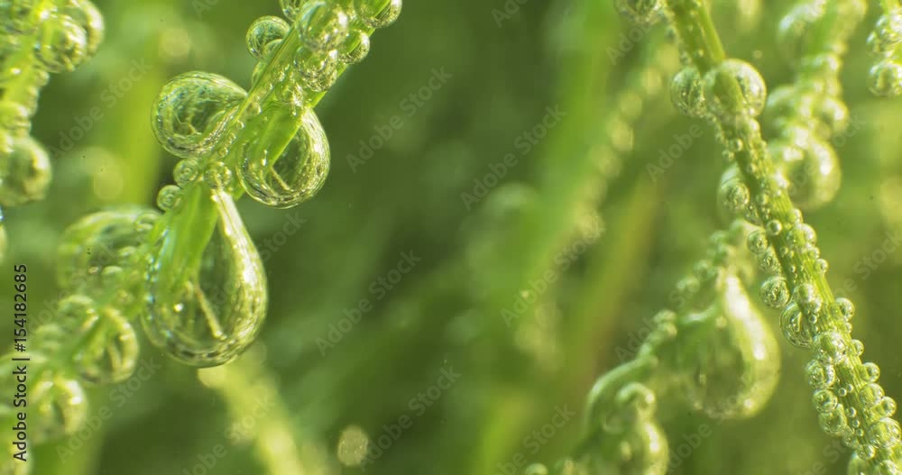 Green Grass with dew drops. Blurred Grass Background With Water Drops macro. Nature. 4k
Green Grass with dew drops. Blurred Grass Background With Water Drops macro. Nature. 4k