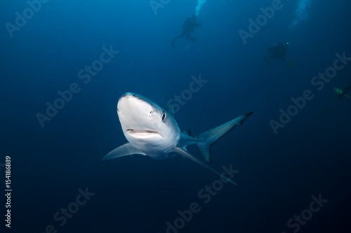 Blue shark, prionace glauca, Atlantic ocean photo