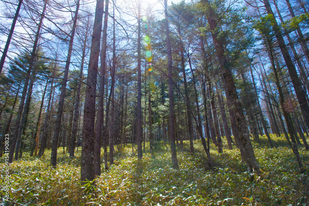 Obraz premium 入笠山の林