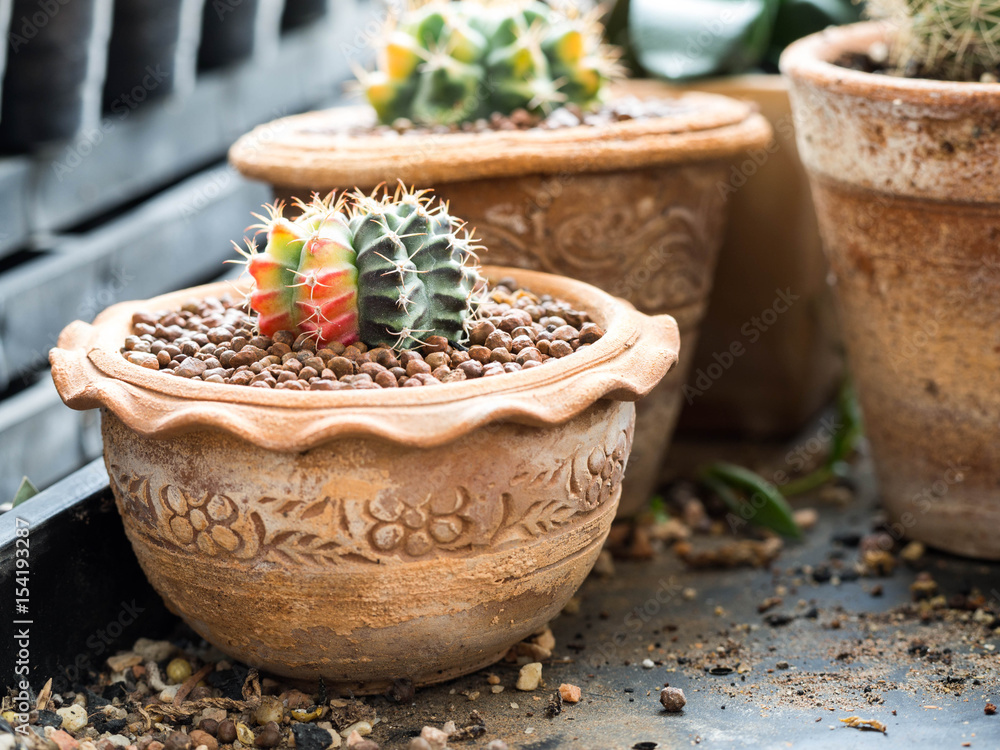 cactus pot with variety of succulents in the plant cactus pot with variety of succulents in the plant