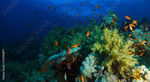 Fototapeta Naklejka Na Ścianę i Meble -  Sea goldie fish swim inside the coral garden in a dramatic light