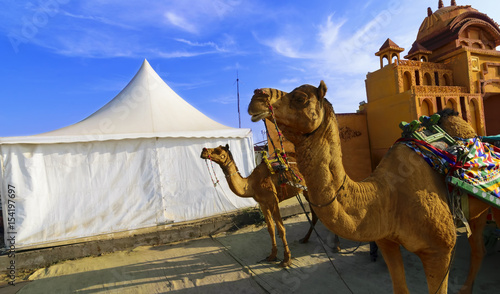 Camel ride at great Rann of Kutch (Rann Utsav), Gujarat