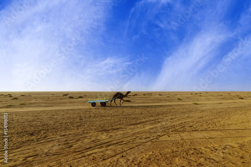 Sunset camel ride at great Rann of Kutch, Gujarat