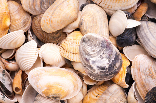 Colorfool seashells background photo