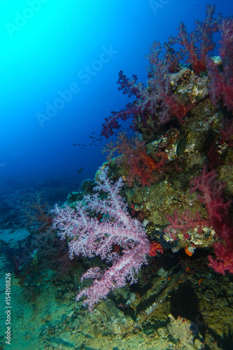 Fototapeta Naklejka Na Ścianę i Meble -  Soft corals look at the sun over the Sharks reef