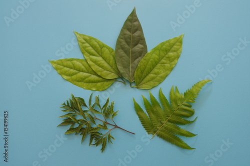 creative layout made of green leaves.