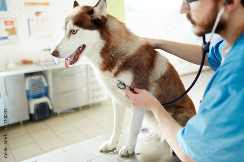 Fototapeta Naklejka Na Ścianę i Meble -  Clinician with stethoscope giving medical treatment to dog