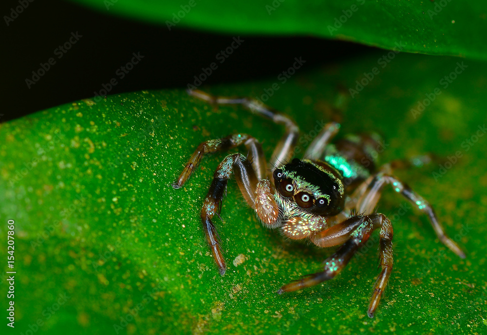 Fototapeta premium Jumping spider rest on green leaf