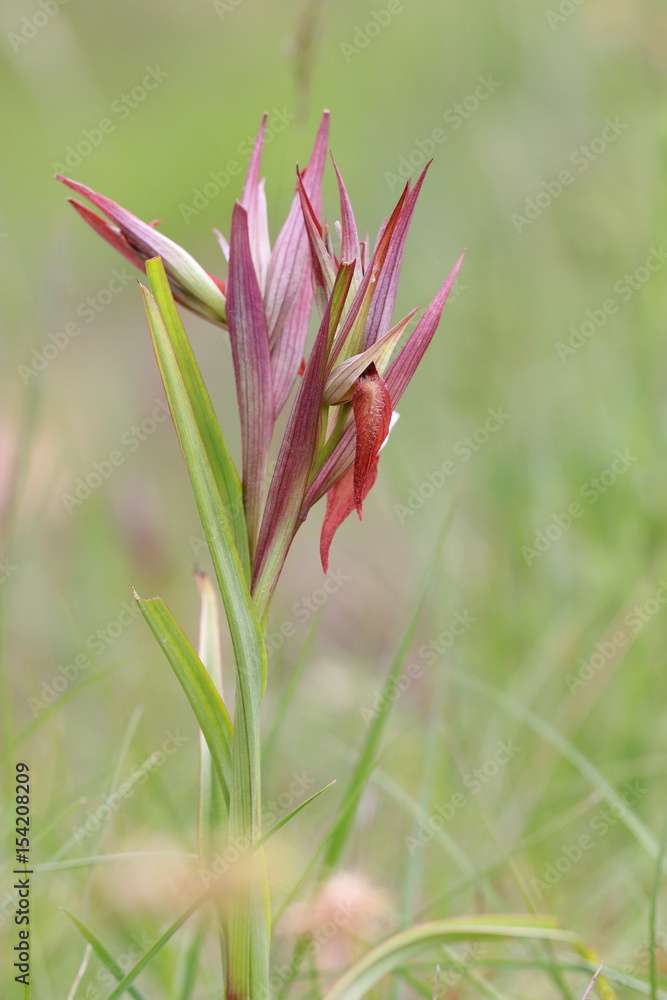 Fototapeta premium Serapias dans une prairie méditerranéenne 