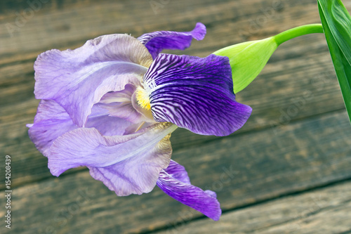 Fototapeta Naklejka Na Ścianę i Meble -  Iris flower on old wooden background